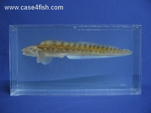 Foto Galerie/Perciformes/Cottoidei/Zoarces viviparus/Zoarces viviparus_02_S.jpg
